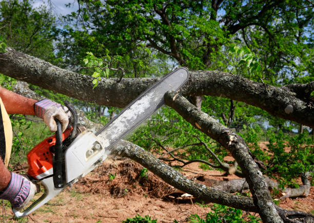 Best Arborist Consultation Services  in Chadwicks, NY